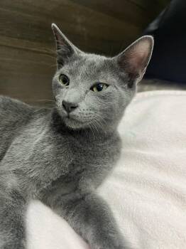 Nixon -  Russian Blue Cat for Adoption in Naples, Florida - Nixon | PetCurious