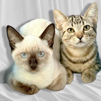 Domestic Short Hair Cats Available for Adoption in Los Angeles, California - Loren | PetCurious