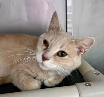 Mao Mao -  Domestic Short Hair Cat for Adoption in Cincinnati, Ohio - Mao Mao | PetCurious