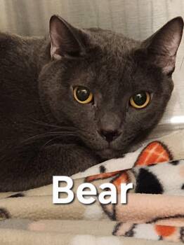 Bear -  Domestic Short Hair Cat for Adoption in Truth Or Consequences, New Mexico - Bear | PetCurious