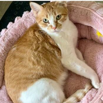 Rescue Domestic Short Hair Cats for Adoption in San Antonio, Texas - Scarlett | PetCurious