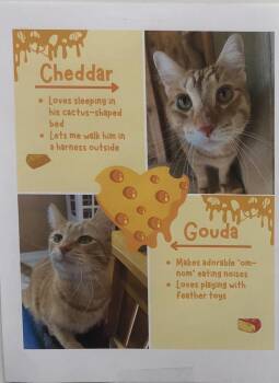 Two Cheesy Boys Need A Furrever Home -  Domestic Short Hair Cat for Adoption in Marysville, Washington - Two Cheesy Boys Need A Furrever Home | PetCurious
