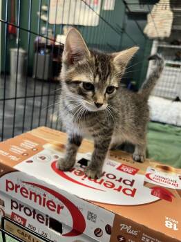 Nectarine -  Domestic Short Hair Cat for Adoption in Virginia Beach, Virginia - Nectarine | PetCurious