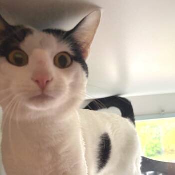 Domestic Short Hair Cats Available for Adoption in Saint Charles, Missouri - Cupid | PetCurious