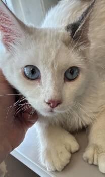 *Toes Mcgee* -  Domestic Short Hair Cat for Adoption in Salt Lake City, Utah - *Toes Mcgee* | PetCurious