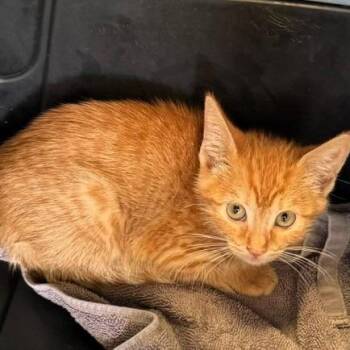 Payne -  Domestic Short Hair Cat for Adoption in Lenexa, Kansas - Payne | PetCurious