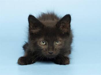 GAIL -  Domestic Short Hair Cat for Adoption in Phoenix, Arizona - GAIL | PetCurious