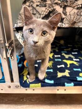 Smokey -  Domestic Short Hair Cat for Adoption in Detroit, Michigan - Smokey | PetCurious
