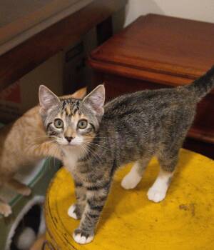 Maggie -  Domestic Short Hair Cat for Adoption in Nashville, Tennessee - Maggie | PetCurious