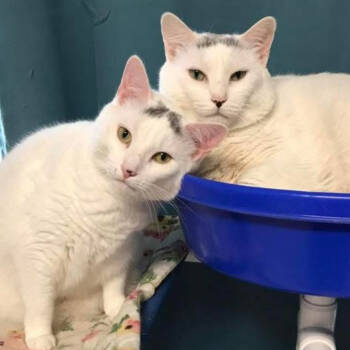 Rescue Domestic Short Hair Cats for Adoption in North Branford, Connecticut - 22-234 Sarah | PetCurious