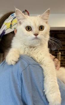Elina (part British Shorthair and part Persian) -  Persian and British Shorthair Cat for Adoption in Fairfax, Virginia - Elina (part British Shorthair And Part Persian) | PetCurious