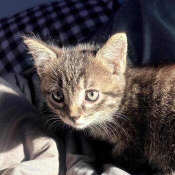 Noki -  Domestic Short Hair Cat for Adoption in Muncie, Indiana - Noki | PetCurious