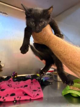 Fletcher -  Domestic Short Hair Cat for Adoption in Bossier City, Louisiana - Fletcher | PetCurious