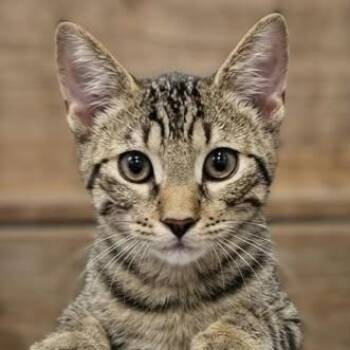 ADYN -  Tabby Cat for Adoption in Delhi, Ontario - ADYN | PetCurious