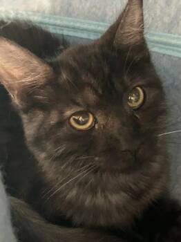 Quill -  Domestic Medium Hair Cat for Adoption in Hamilton, Montana - Quill | PetCurious