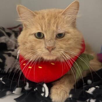 Mike Wazowski -  Domestic Medium Hair Cat for Adoption in Dearborn, Michigan - Mike Wazowski | PetCurious