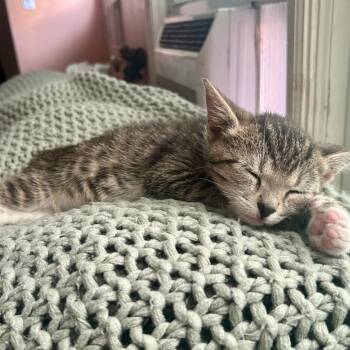 Banner -  Domestic Short Hair Cat for Adoption in York, Pennsylvania - Banner | PetCurious