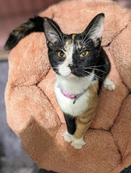 Rescue Calico Cats for Adoption in St. Peters, Missouri - Cali #14345DG | PetCurious