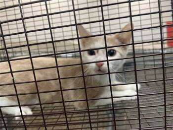 Rescue Domestic Short Hair Cats for Adoption in Houston, Texas - A639073 | PetCurious