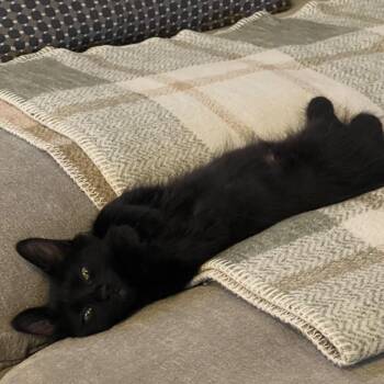 Lil Susie 54424 -  Domestic Medium Hair Cat for Adoption in Las Vegas, Nevada - Lil Susie 54424 | PetCurious