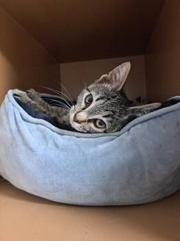 Domestic Short Hair Cats Available for Adoption in Fayetteville, Tennessee - Hawk Eye | PetCurious
