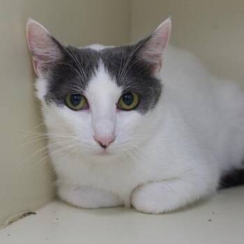 Sasha (bonded with Stacy) -  Domestic Short Hair Cat for Adoption in Verona, Wisconsin - Sasha (bonded With Stacy) | PetCurious