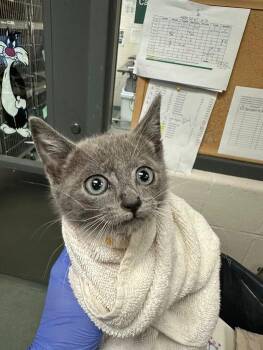 Egg -  Domestic Short Hair Cat for Adoption in Raleigh, North Carolina - Egg | PetCurious