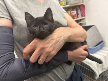 Kitten 1 -  Domestic Short Hair Cat for Adoption in Mansfield, Connecticut - Kitten 1 | PetCurious