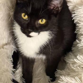 Rescue Domestic Short Hair Cats for Adoption in Hanson, Massachusetts - Penny (shy 5 Month Old, But Sweet!) | PetCurious