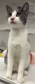 Rescue Domestic Short Hair Cats for Adoption in Rosenberg, Texas - JUDITH | PetCurious