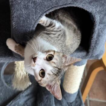 Domestic Short Hair Cats Available for Adoption in Bulverde, Texas - Mikey 2 | PetCurious