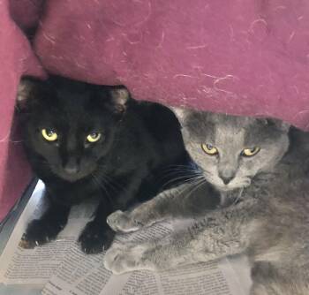 Yin & Yang -  Domestic Short Hair Cat for Adoption in Parma, Ohio - Yin & Yang | PetCurious