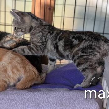 Maxx -  Domestic Short Hair Cat for Adoption in Portland, Oregon - Maxx | PetCurious