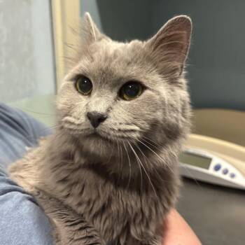 Domestic Long Hair Cats Available for Adoption in Chattanooga, Tennessee - Heidi | PetCurious