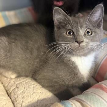 Figara -  Domestic Short Hair Cat for Adoption in Ridgely, Maryland - Figara | PetCurious
