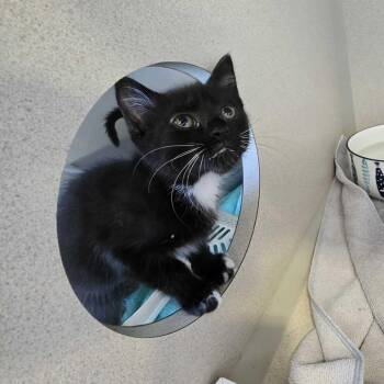 Curly Wurly -  Domestic Short Hair Cat for Adoption in Redwood City, California - Curly Wurly | PetCurious