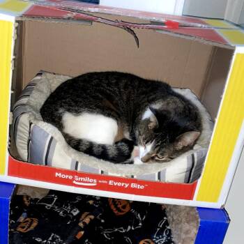 John B -  Domestic Short Hair Cat Available for Adoption in Carmel, Indiana - John B | PetCurious