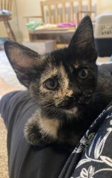 Chaney -  Domestic Short Hair Cat for Adoption in Oceanside, California - Chaney | PetCurious