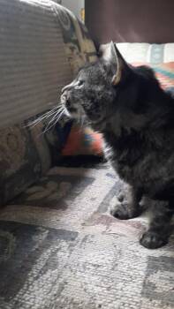 Rescue Domestic Medium Hair Cats for Adoption in Eagle Bridge, New York - Andromeda | PetCurious