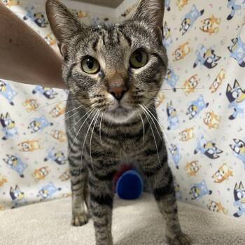 Rescue Domestic Short Hair Cats for Adoption in Clearwater, Florida - Bo Peep | PetCurious