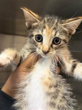 KIMMY -  Domestic Short Hair Cat for Adoption in Houston, Texas - KIMMY | PetCurious