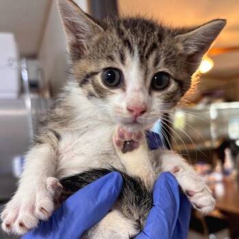 Domestic Short Hair Cats Available for Adoption in Belleville, Illinois - Chicken | PetCurious
