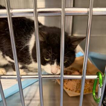 Mew Mew -  Domestic Short Hair Cat for Adoption in Greensboro, North Carolina - Mew Mew | PetCurious