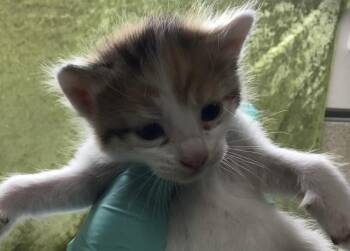 Domestic Short Hair Cats Available for Adoption in Riverside, California - A1915828 | PetCurious