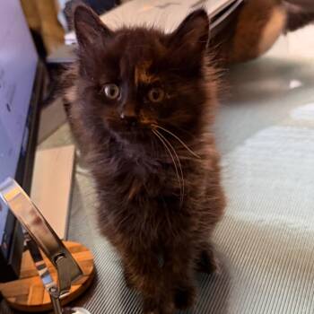 Domestic Long Hair Cats Available for Adoption in Las Vegas, Nevada - Muffin | PetCurious