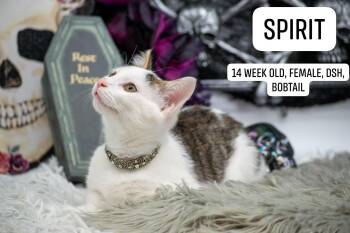 Spirit -  Domestic Short Hair Cat for Adoption in Sevierville, Tennessee - Spirit | PetCurious