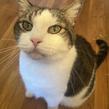 Rescue Domestic Short Hair and Tabby Cats for Adoption in Fitchburg, Massachusetts - Ozzie ***Bonded With Sweetie*** | PetCurious