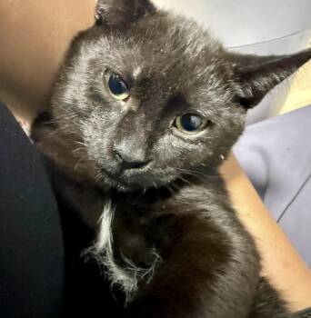 Dollop (bonded with Dusk) -  Domestic Short Hair Cat for Adoption in Vaughan, Ontario - Dollop (bonded With Dusk) | PetCurious