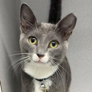 Carhart -  Domestic Short Hair Cat for Adoption in Lansing, Michigan - Carhart | PetCurious