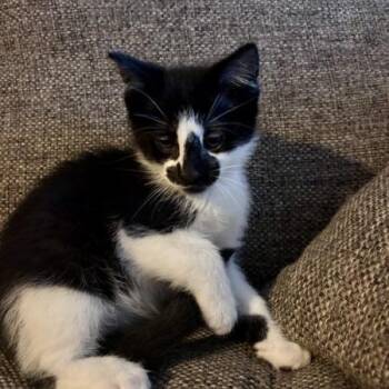 Jasper -  Domestic Short Hair Cat for Adoption in Greenwood, Missouri - Jasper | PetCurious